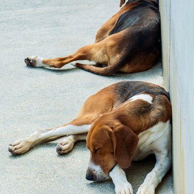 Beagle - Quelle sera la couleur de votre Beagle ?
