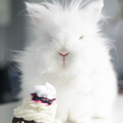 Lapin Angora - Caractéristiques du Lapin Angora