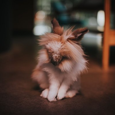 Lapin Tête de Lion - Caractéristiques du Lapin Tête de Lion