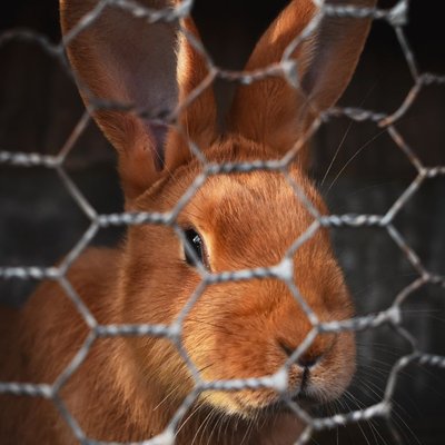 Lapin Fauve de Bourgogne - Caractéristiques du Lapin Fauve de Bourgogne