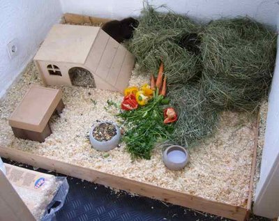 Cage et habitat du cochon d'Inde Couronné américain