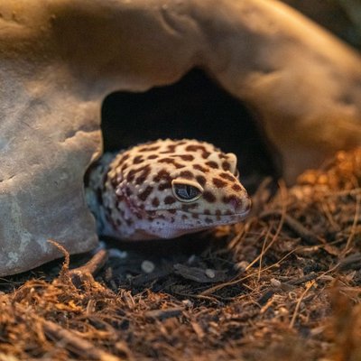 Gecko léopard - Caractéristiques du Gecko léopard