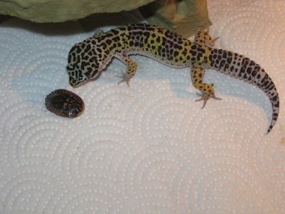 Alimentation du Gecko léopard