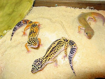 Terrarium du Gecko léopard