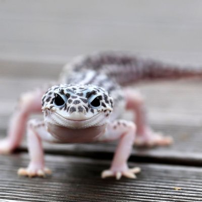 Gecko léopard - Manipulation et comportement