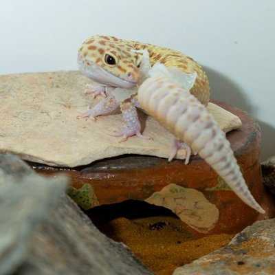 Gecko léopard - Santé du Gecko léopard