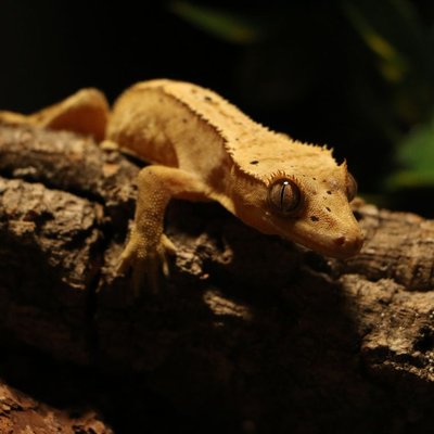 Gecko à crête - Caractéristiques du Gecko à crête