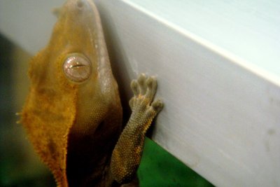 Terrarium du Gecko à crête