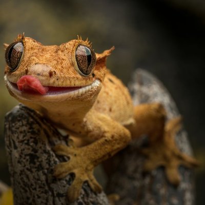 Gecko à crête - Manipulation et comportement