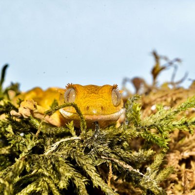 Gecko à crête - Santé du Gecko à crête