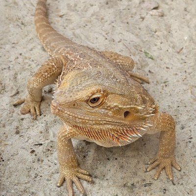 Pogona (Agame barbu) - Caractéristiques du Pogona