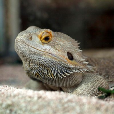 Pogona (Agame barbu) - Manipulation et comportement