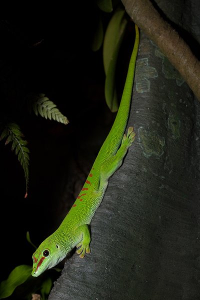 Terrarium du Gecko diurne de Madagascar