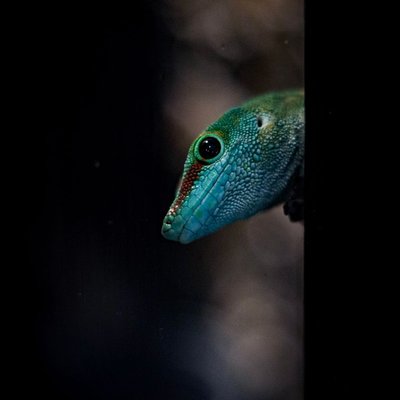 Gecko diurne de Madagascar - Observation plutôt que manipulation