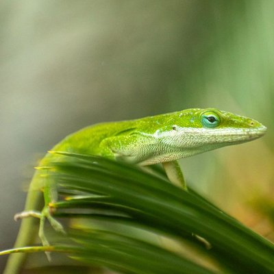 Anolis vert - Caractéristiques de l'Anolis vert