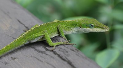 Terrarium de l'Anolis vert