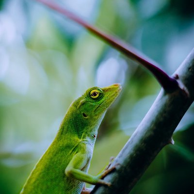 Anolis vert - Comportement et observation