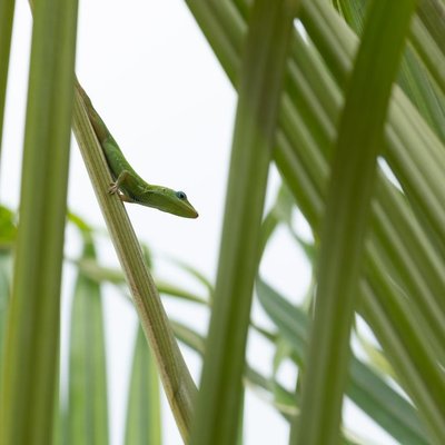 Anolis vert - Santé de l'Anolis vert
