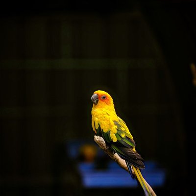 Conure soleil - Caractéristiques de la Conure soleil