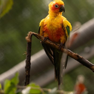 Conure soleil - Santé de la Conure soleil