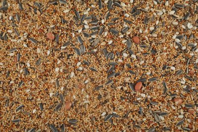 Alimentation de la Perruche omnicolore