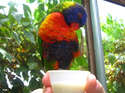 Alimentation du Loriquet arc-en-ciel