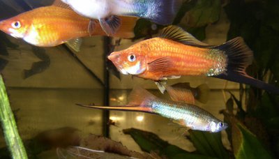 Aquarium du Xipho