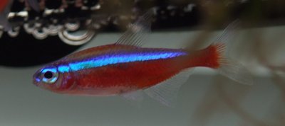Aquarium du Cardinalis