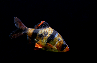 Aquarium du Barbus de Sumatra