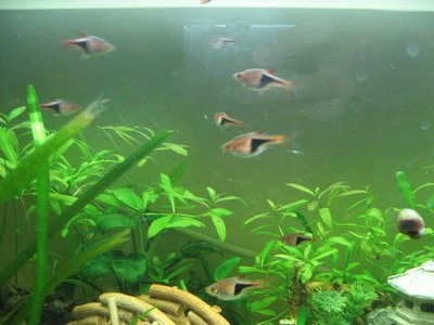 Aquarium du Rasbora arlequin