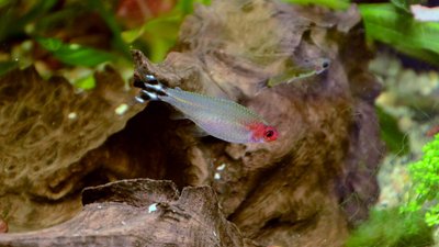 Aquarium du Tétra nez rouge