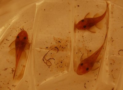 Aquarium de l'Ancistrus
