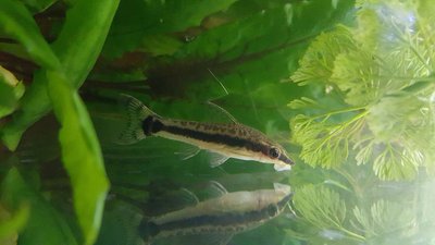 Aquarium de l'Otocinclus