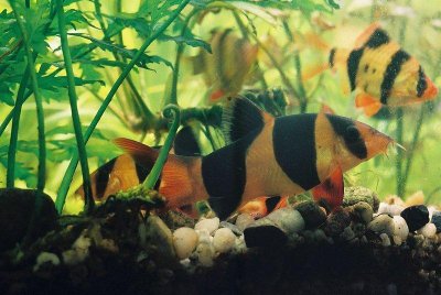 Aquarium du Botia clown