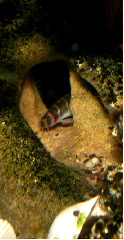 Aquarium de la Loche kuhli