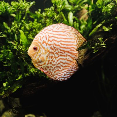 Discus - Caractéristiques du Discus