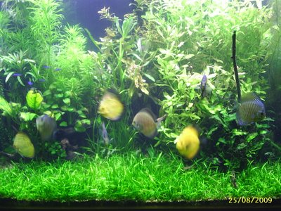 Aquarium du Discus