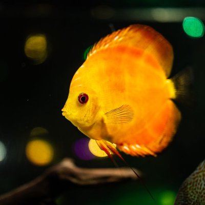 Discus - Comportement et hiérarchie