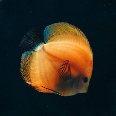 Discus - Santé du Discus