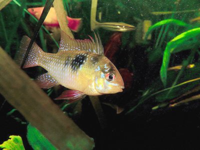 Aquarium du Ramirezi