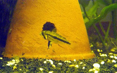 Aquarium de l'Apistogramma cacatoès