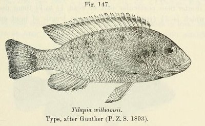 Aquarium du Cichlidé du Malawi