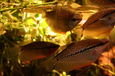 Aquarium du Gourami perlé