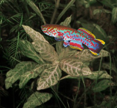 Aquarium du Killi