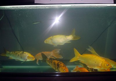 Bassin de la Carpe koï