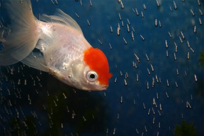 Aquarium de l'Oranda