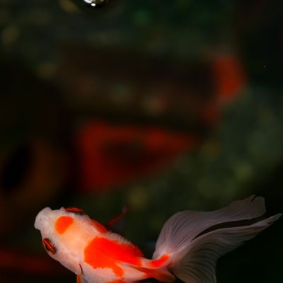 Poisson rouge Ryukin - Caractéristiques du Poisson rouge Ryukin