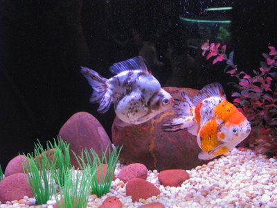 Aquarium du Ryukin