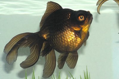 Aquarium du Télescope
