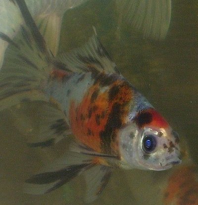 Aquarium du Shubunkin